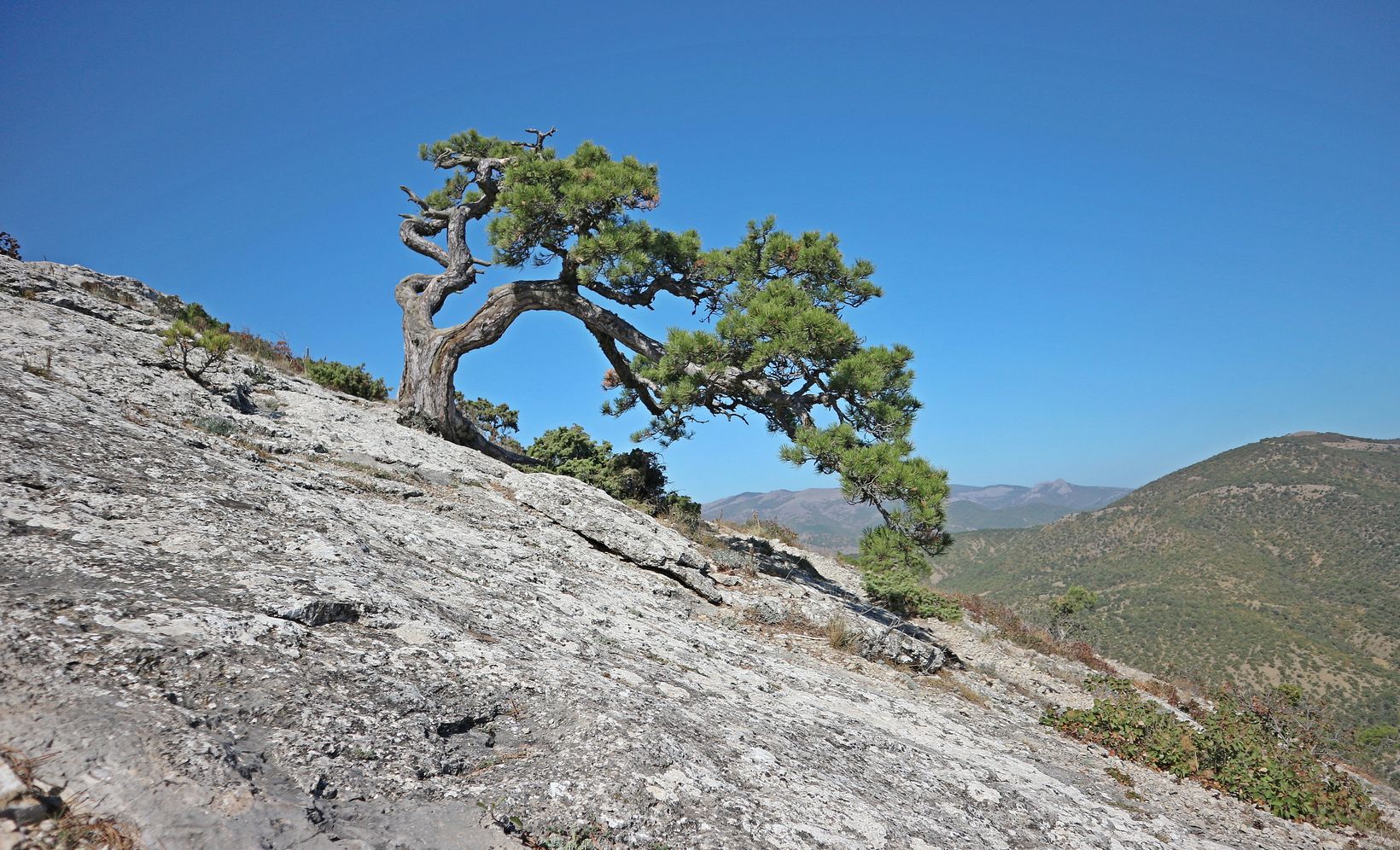 Сокол, image of landscape/habitat.