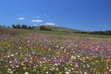 Ай-Петринская яйла, image of landscape/habitat.