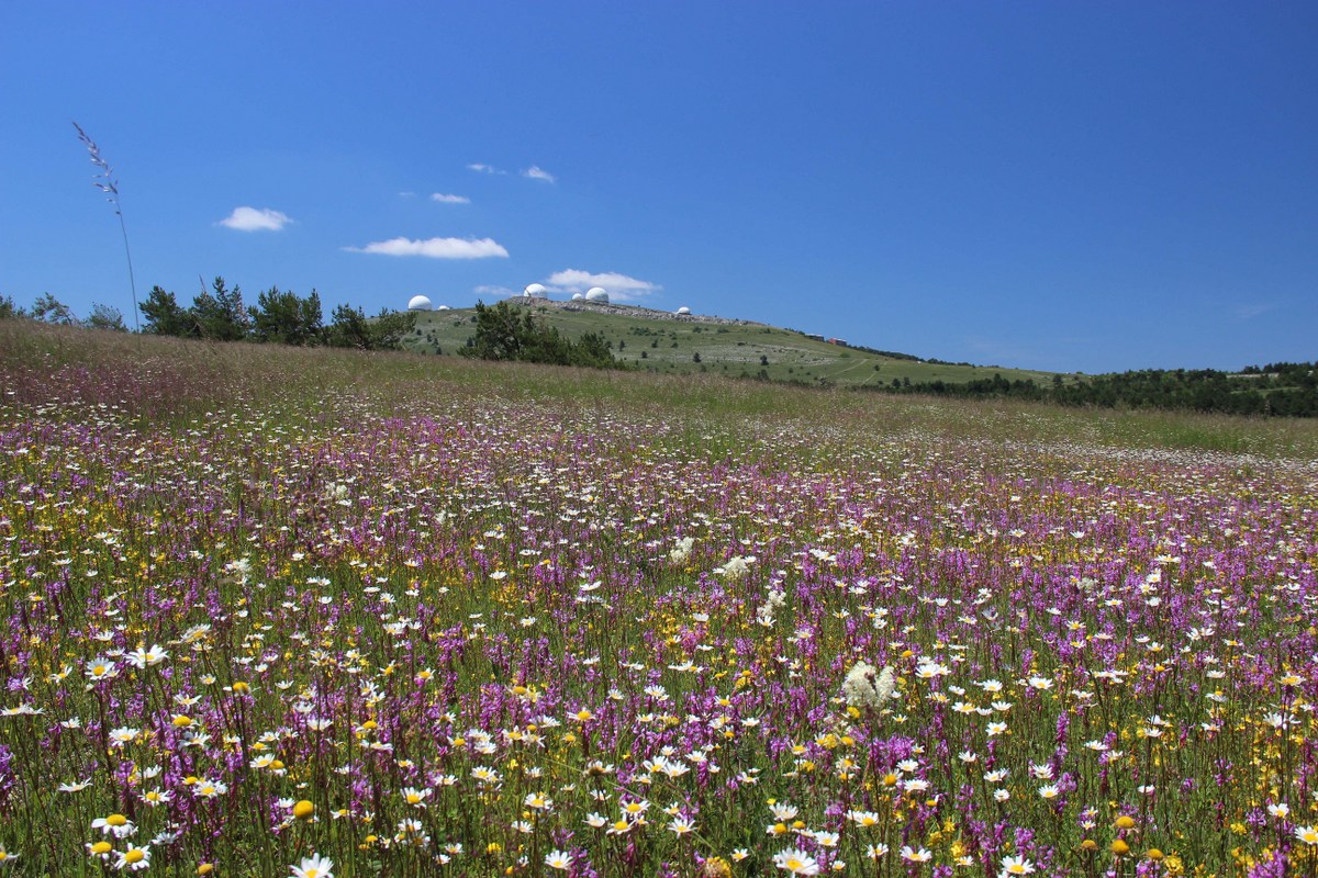 Ай-Петринская яйла, image of landscape/habitat.