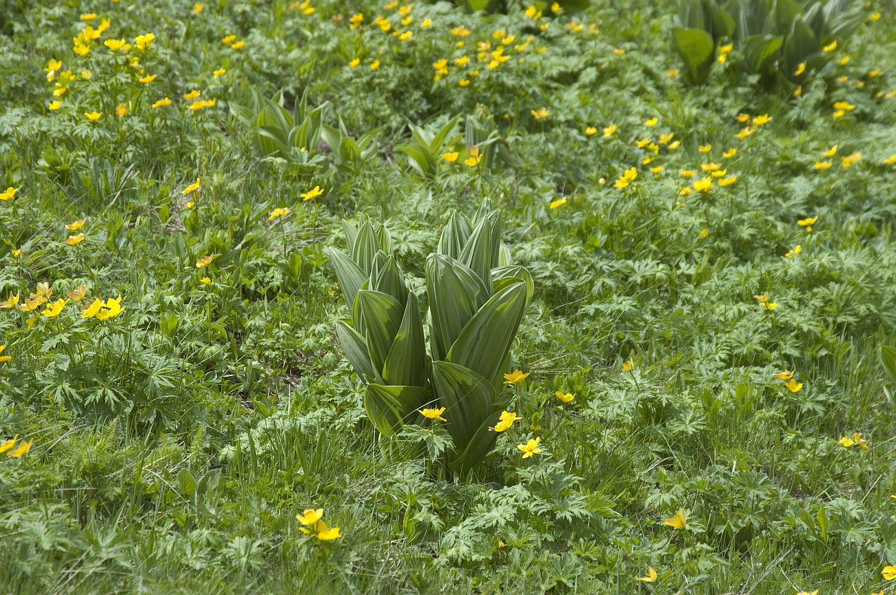 Восточный склон горы Чегет, image of landscape/habitat.