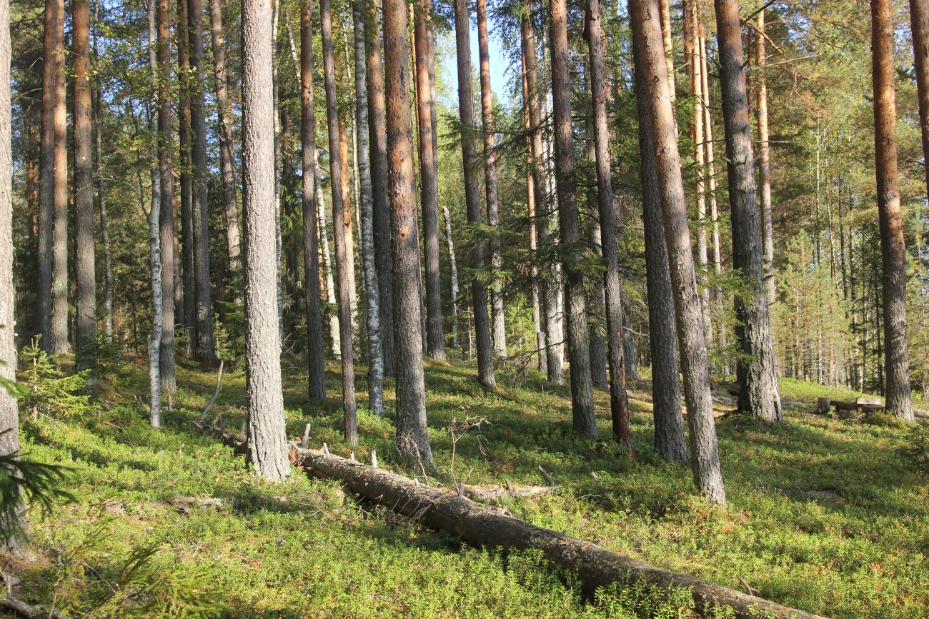 Урочище Половчиково, изображение ландшафта.