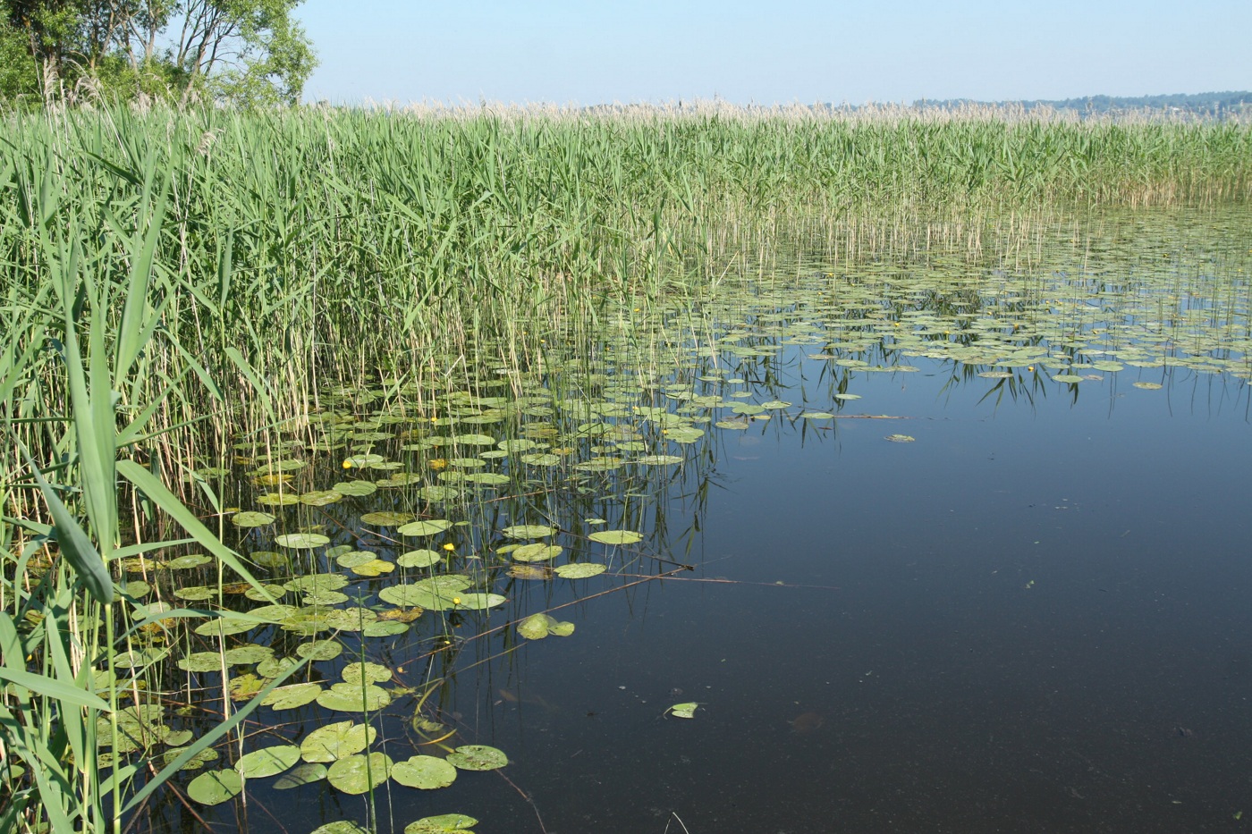 Езерище и окрестности, image of landscape/habitat.