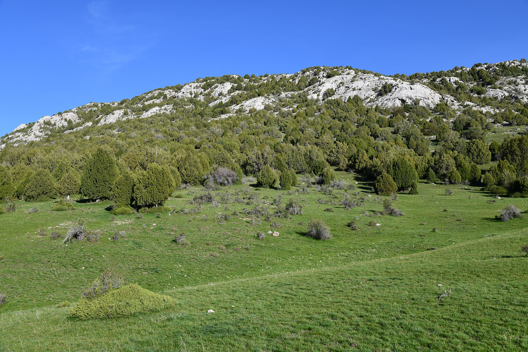 Уч-Булак, image of landscape/habitat.