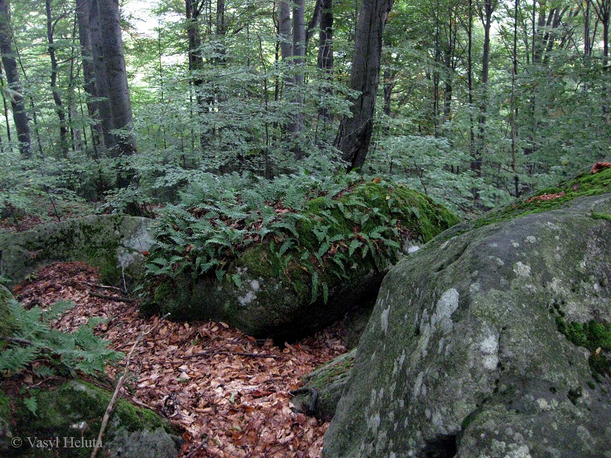 Хребет Каменистый, изображение ландшафта.