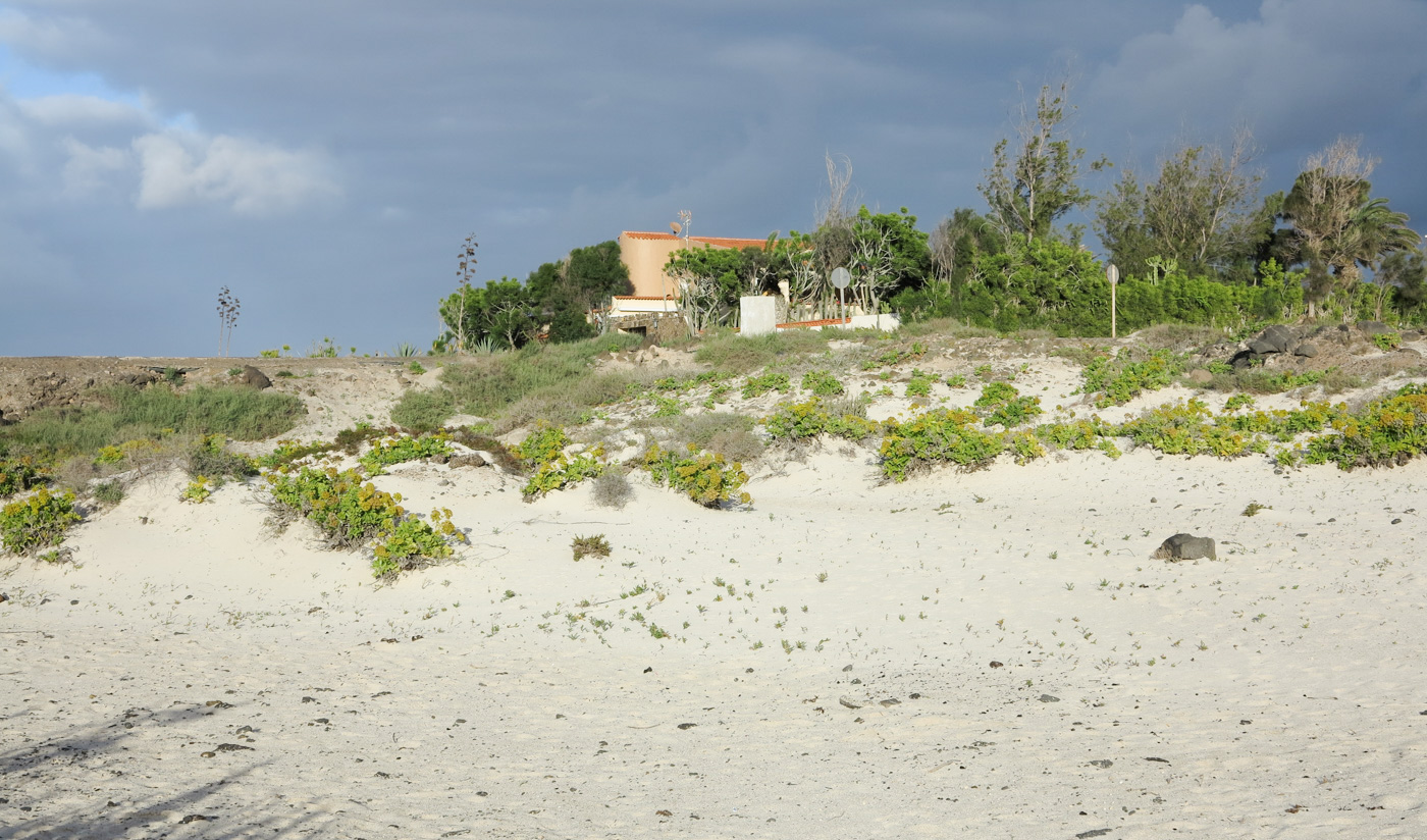 Эль Котильо и окрестности, image of landscape/habitat.