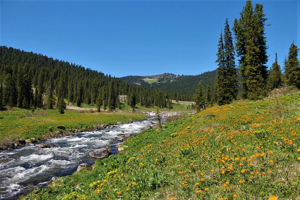 Западный Саян, Ергаки, image of landscape/habitat.