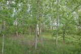 Окрестности деревни Чёлохово, image of landscape/habitat.