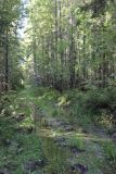 Окрестности руч. Верхний Мильнюк, image of landscape/habitat.