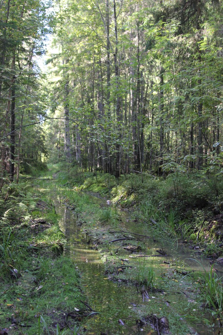 Окрестности руч. Верхний Мильнюк, image of landscape/habitat.