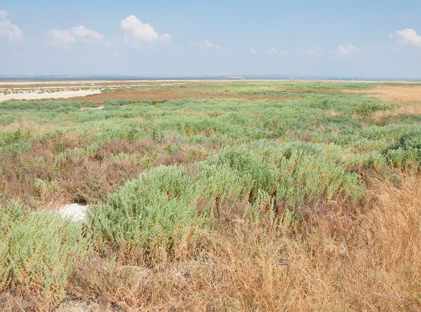 Витязевский лиман, image of landscape/habitat.