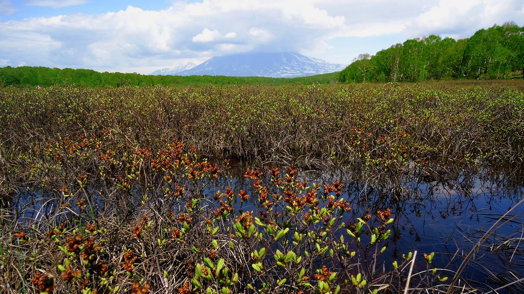 Водно-болотное угодье"Орлишка", изображение ландшафта.