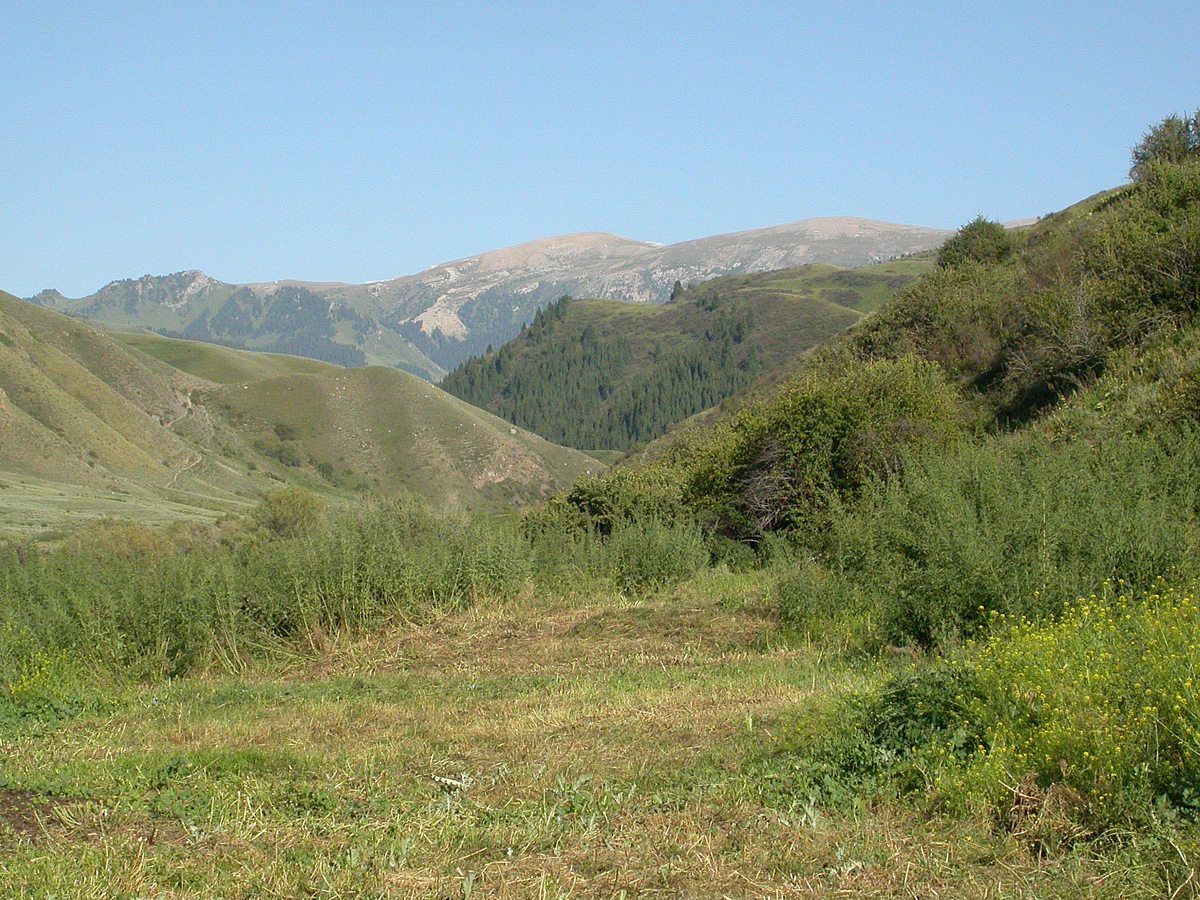 Долина реки Коктас, изображение ландшафта.