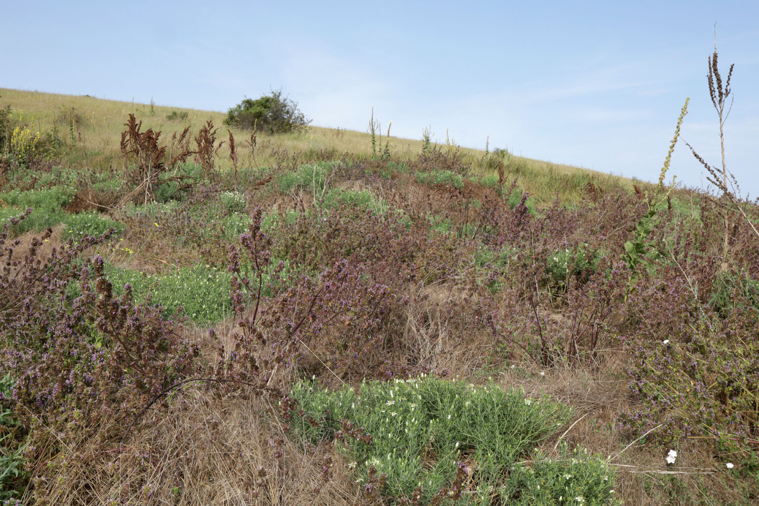 Большой Кастель, image of landscape/habitat.