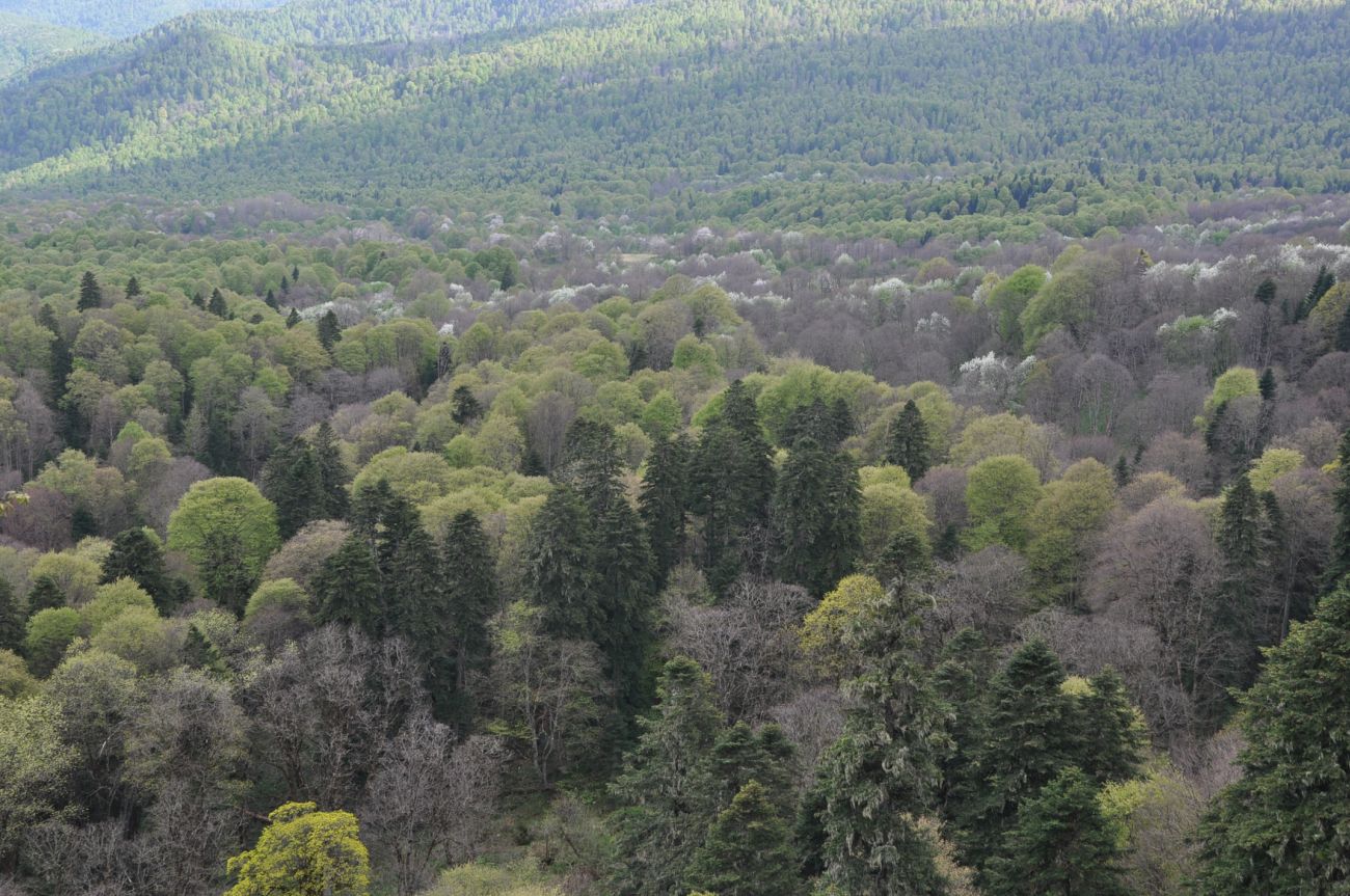 Окрестности Бол. Азишской пещеры, image of landscape/habitat.