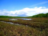 Водно-болотное угодье"Орлишка", image of landscape/habitat.