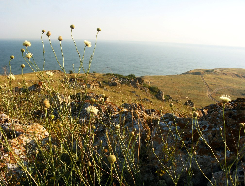 Азовское побережье Крыма, image of landscape/habitat.