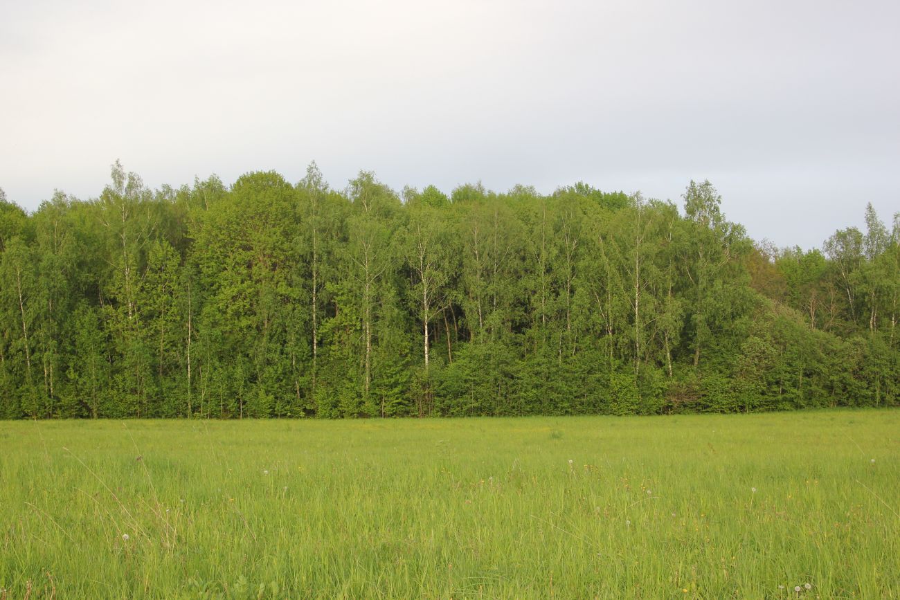 Окрестности деревни Чёлохово, image of landscape/habitat.