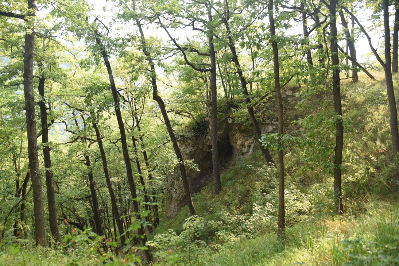 Окрестности горы Черединова, image of landscape/habitat.