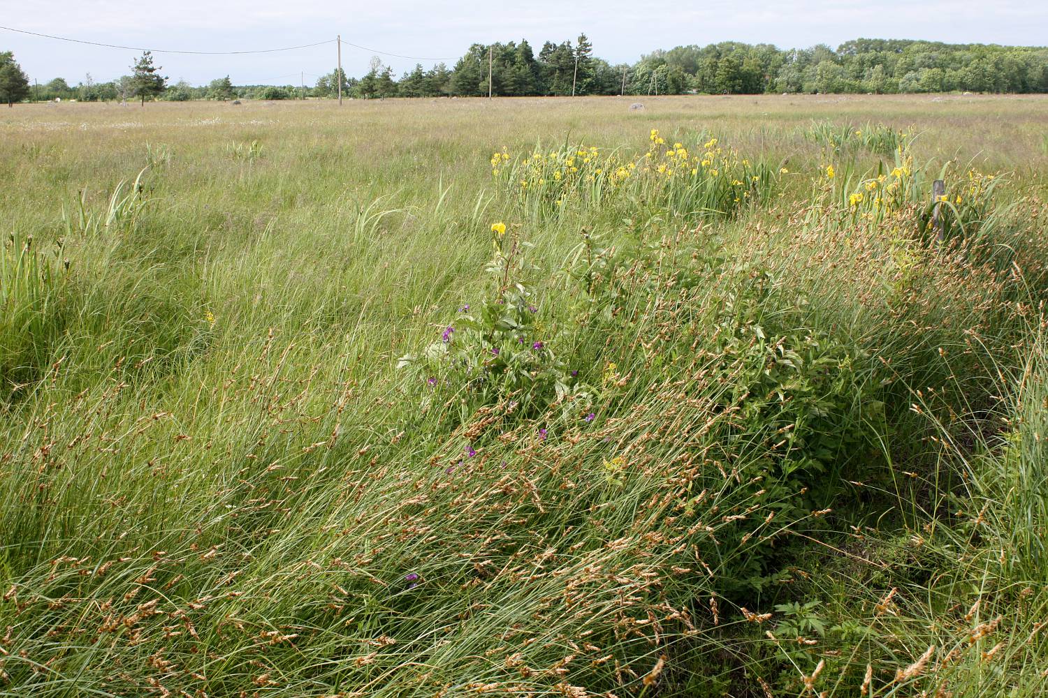 Побережье Haeska, image of landscape/habitat.