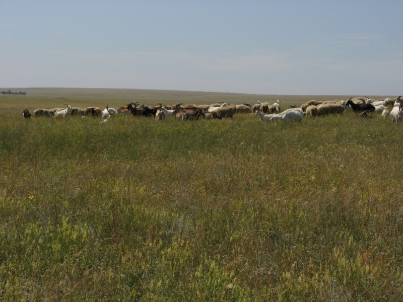 Донузлав, image of landscape/habitat.