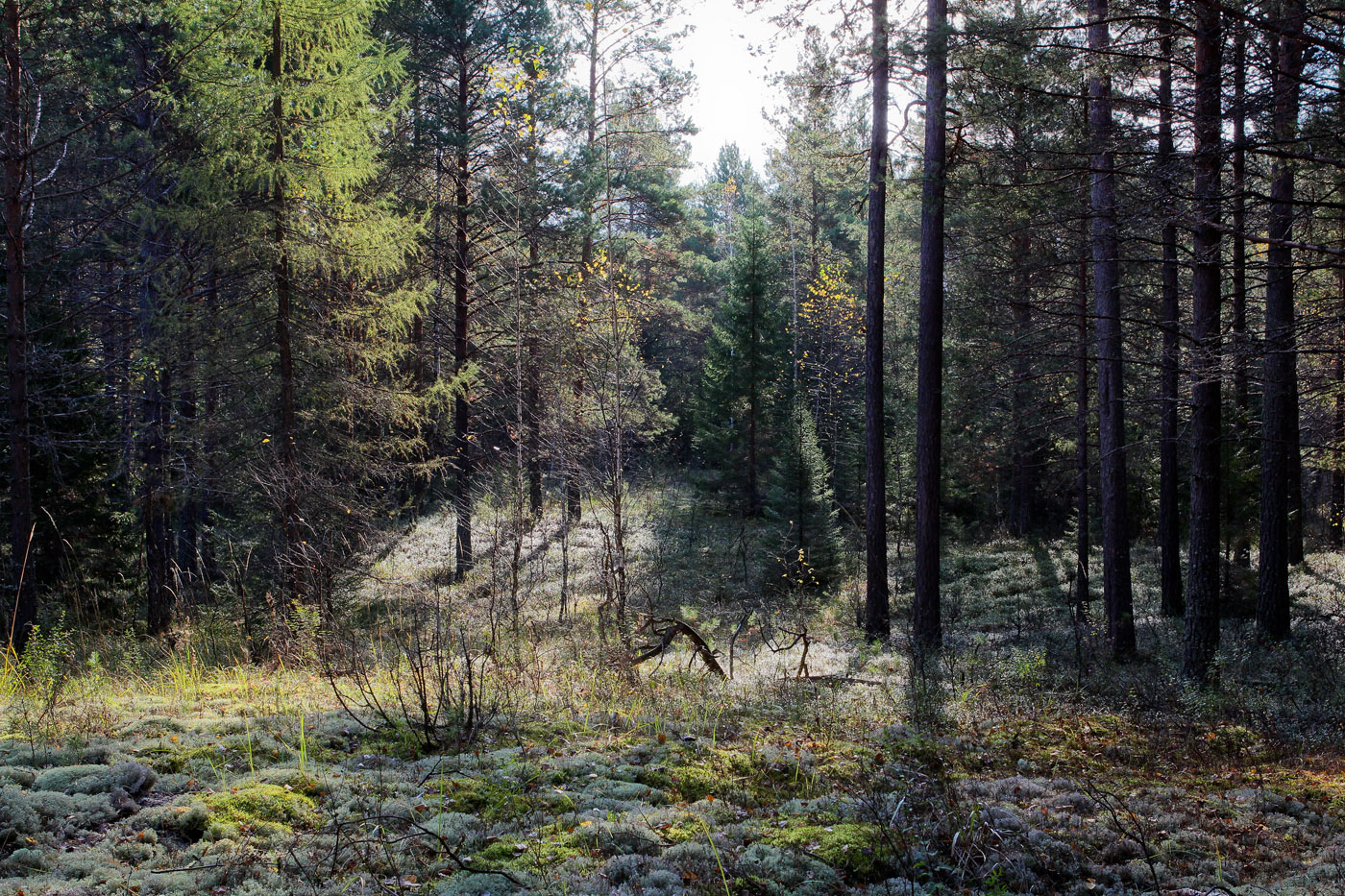 Кунчурихинский бор, image of landscape/habitat.