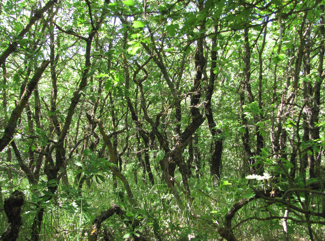 Тарки-Тау, image of landscape/habitat.