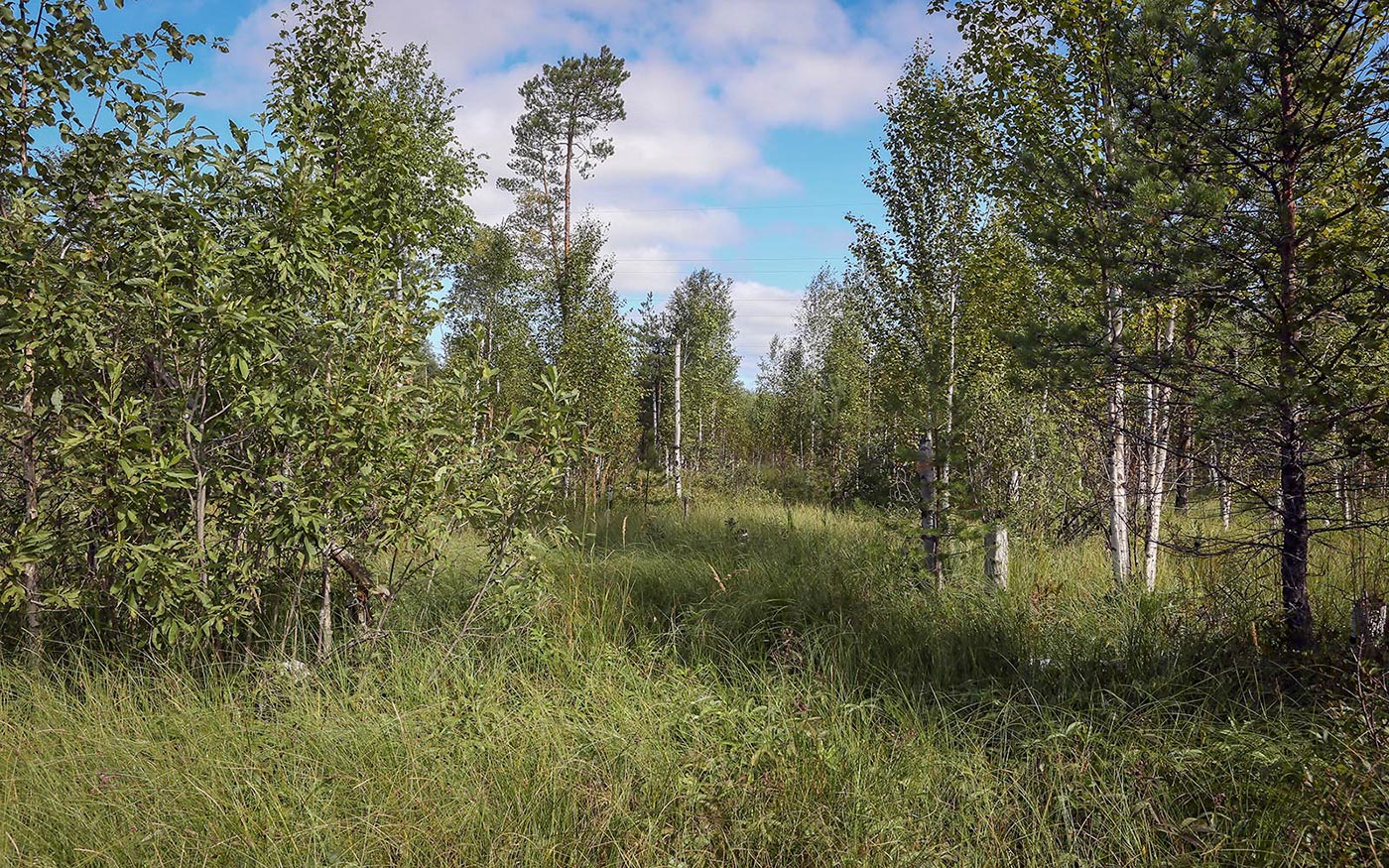 Окрестности Краснокамска, image of landscape/habitat.