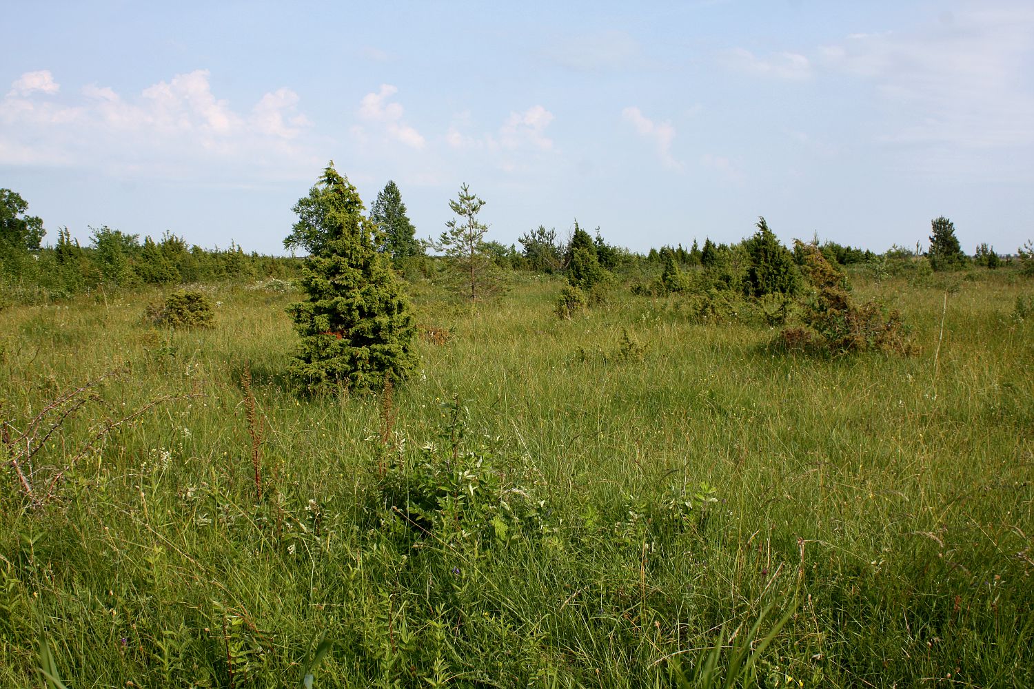 Курессааре, image of landscape/habitat.