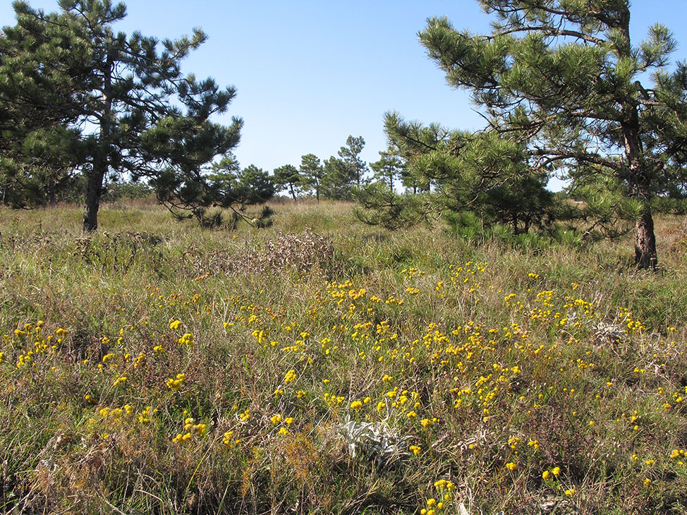 Перевал Волчьи Bорота, image of landscape/habitat.