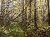 Изображение ландшафта