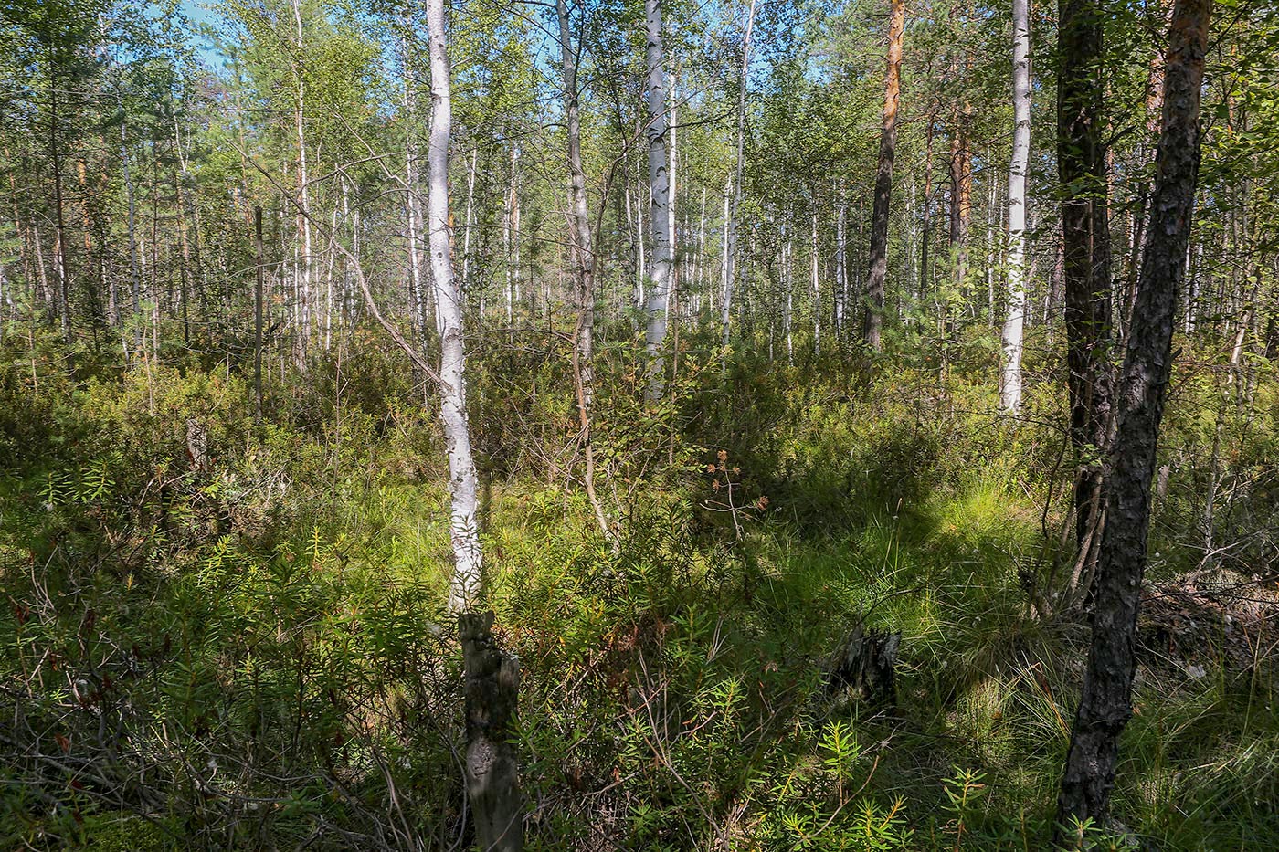 Окрестности Краснокамска, image of landscape/habitat.