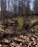Image of landscape