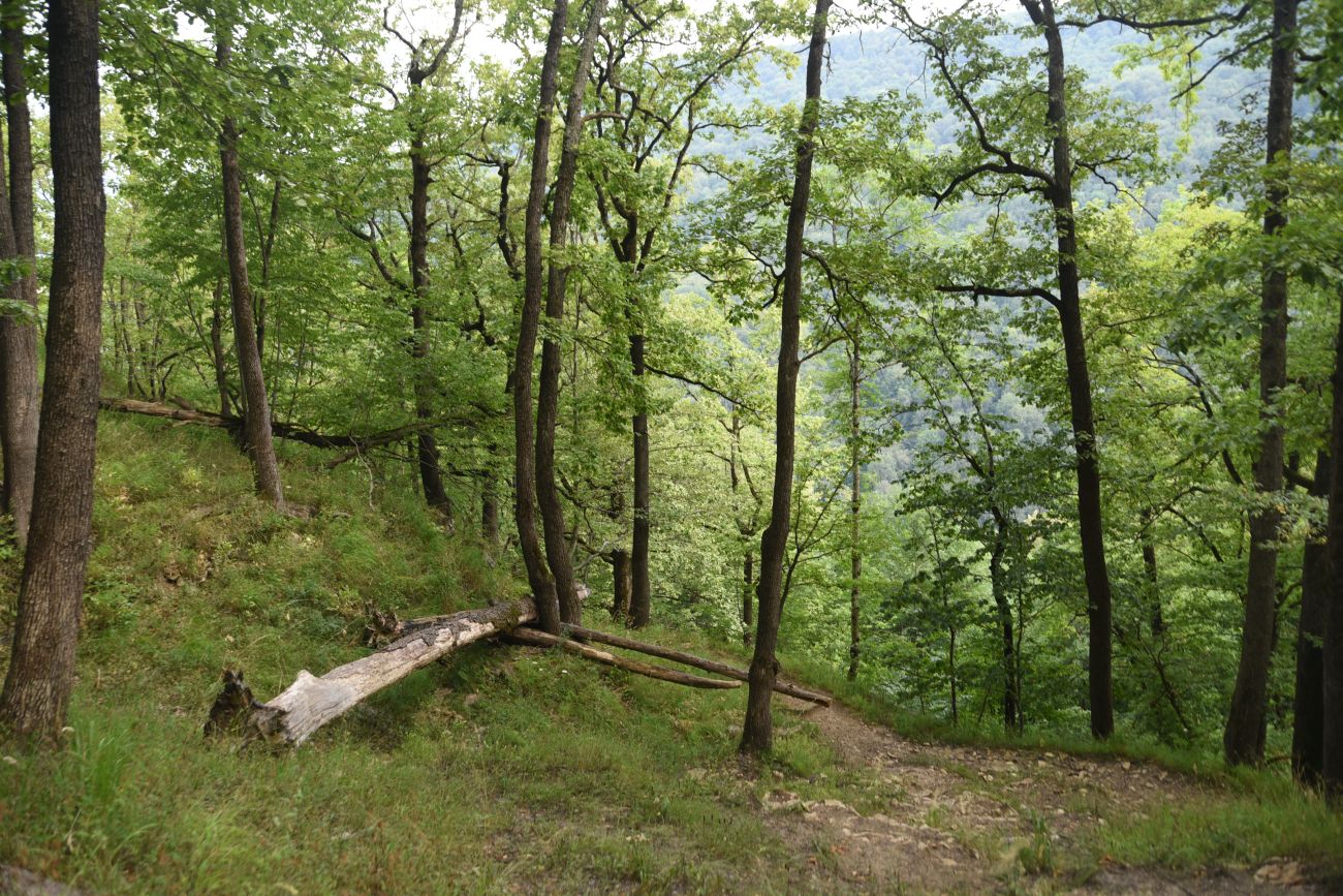 Скала Молоток, image of landscape/habitat.