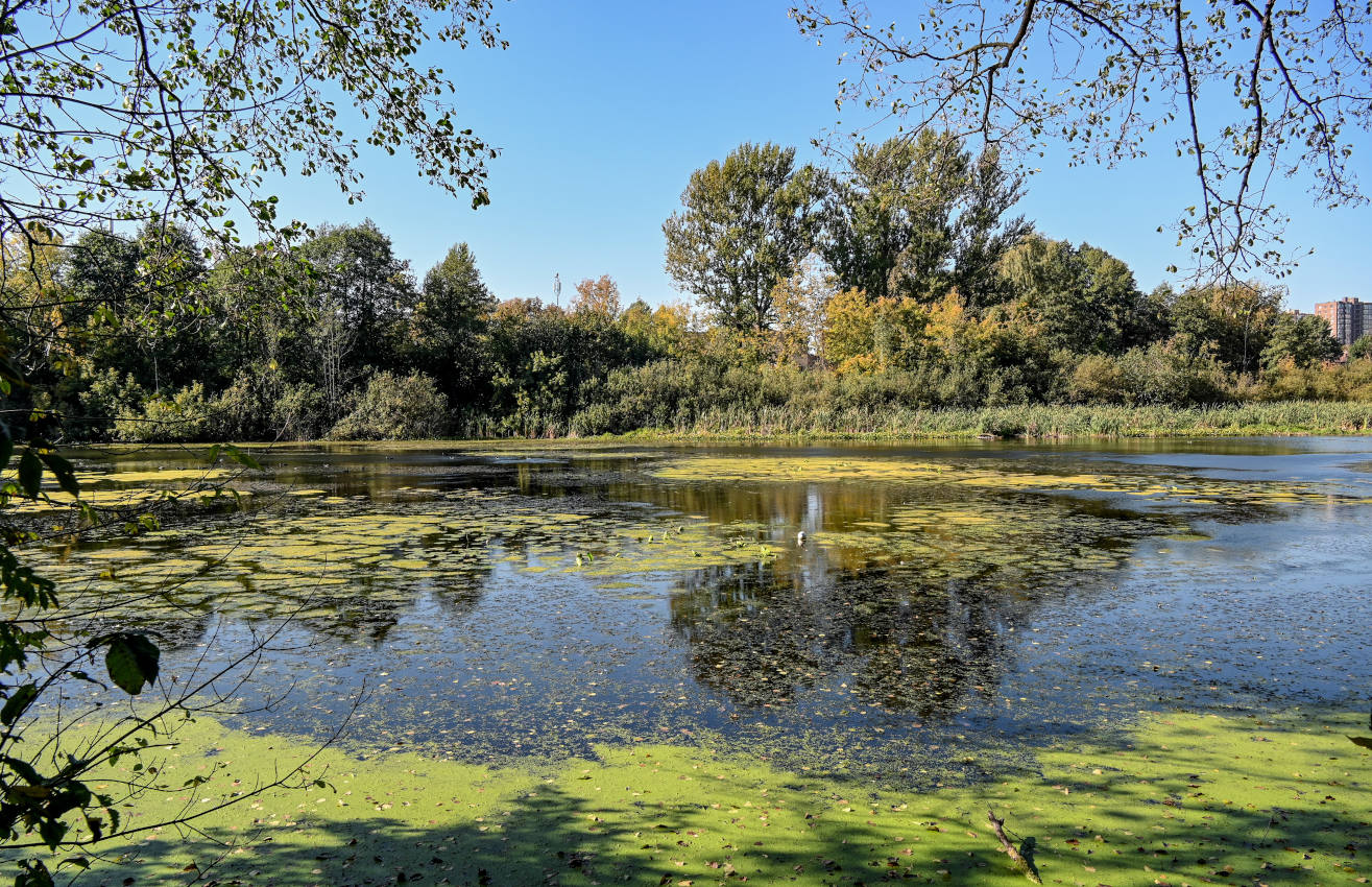 Железнодорожный, image of landscape/habitat.