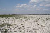 Нойзидлерзее-Зеевинкель, image of landscape/habitat.