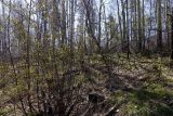 282-й км трассы Р-258 "Байкал", image of landscape/habitat.