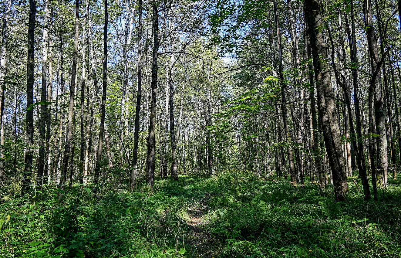 Окрестности деревни Чепелёво, image of landscape/habitat.