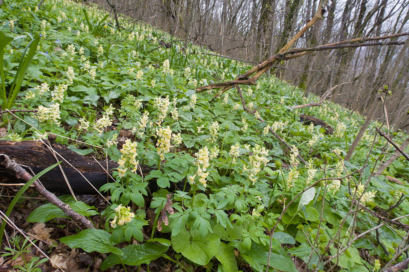 Гора Рябкова, image of landscape/habitat.
