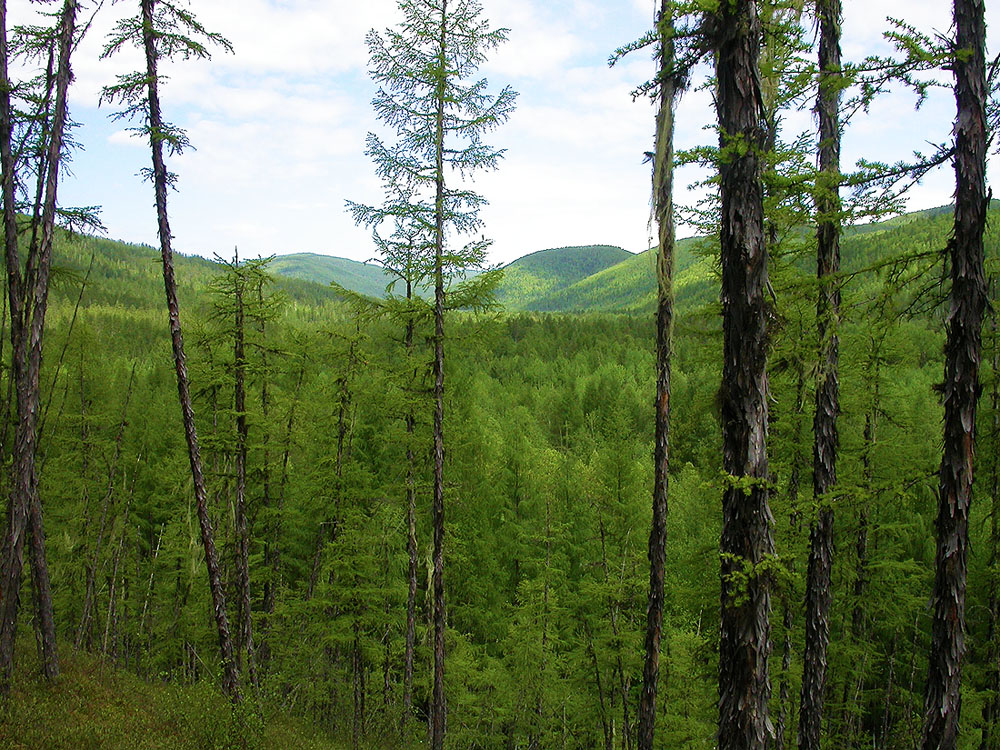Селемджинский район, image of landscape/habitat.