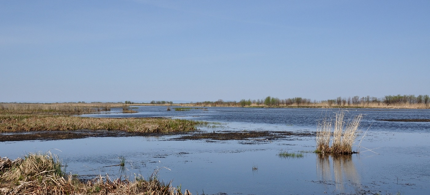 Дельта реки Селенги, image of landscape/habitat.
