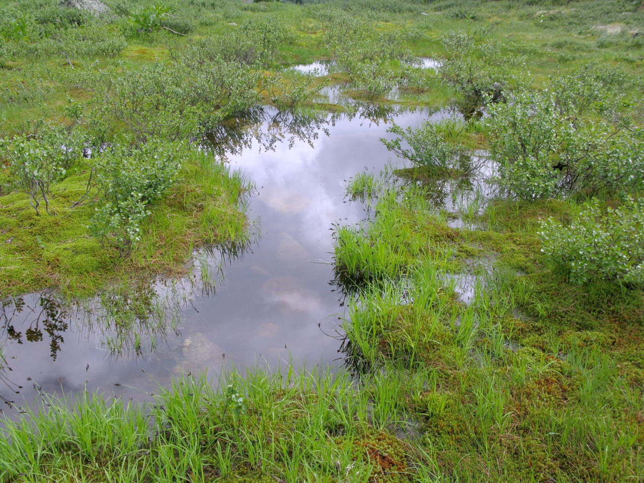 Висячий Камень, image of landscape/habitat.