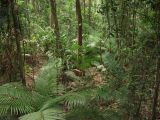 Cape Tribulation, изображение ландшафта.