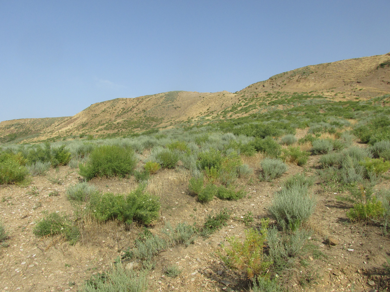 Долина реки Шураозень, image of landscape/habitat.