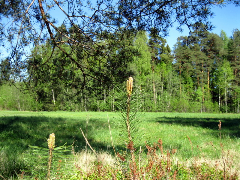 Павловск, image of landscape/habitat.