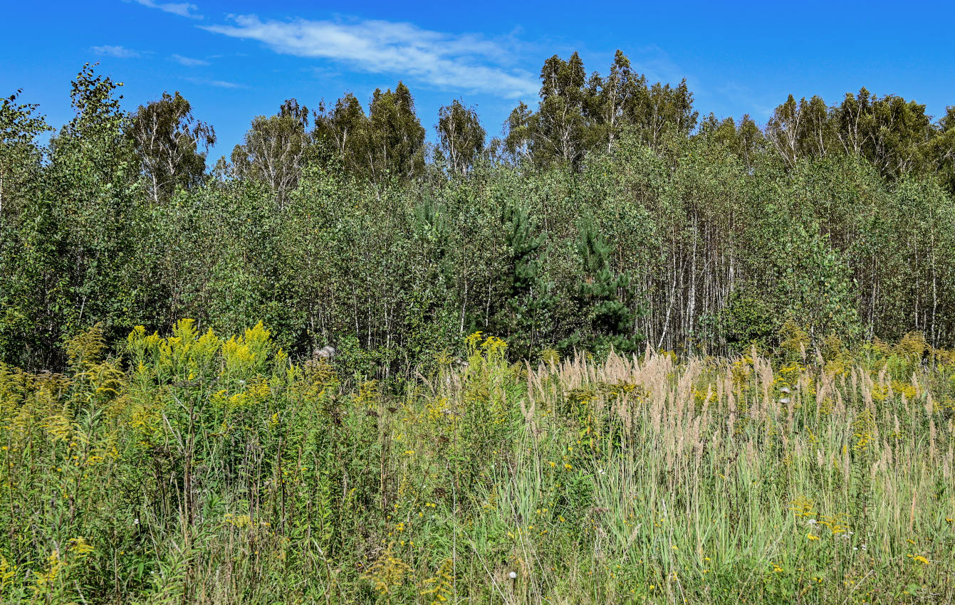 Окрестности деревни Чепелёво, image of landscape/habitat.