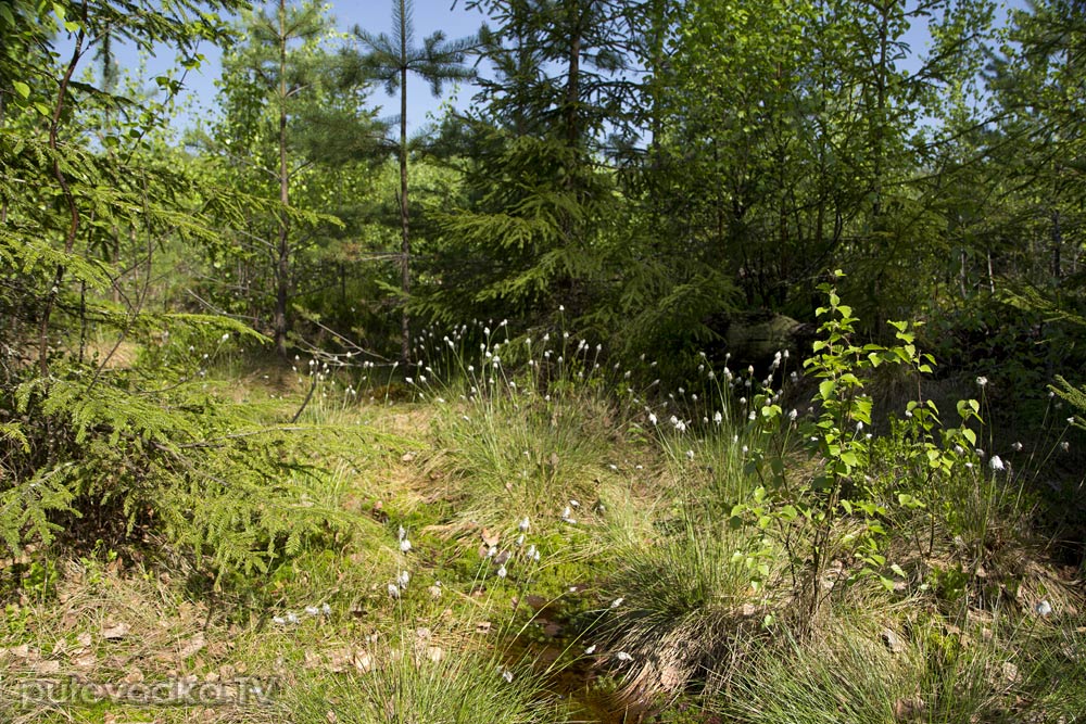 Волдынь - Ябдино, image of landscape/habitat.