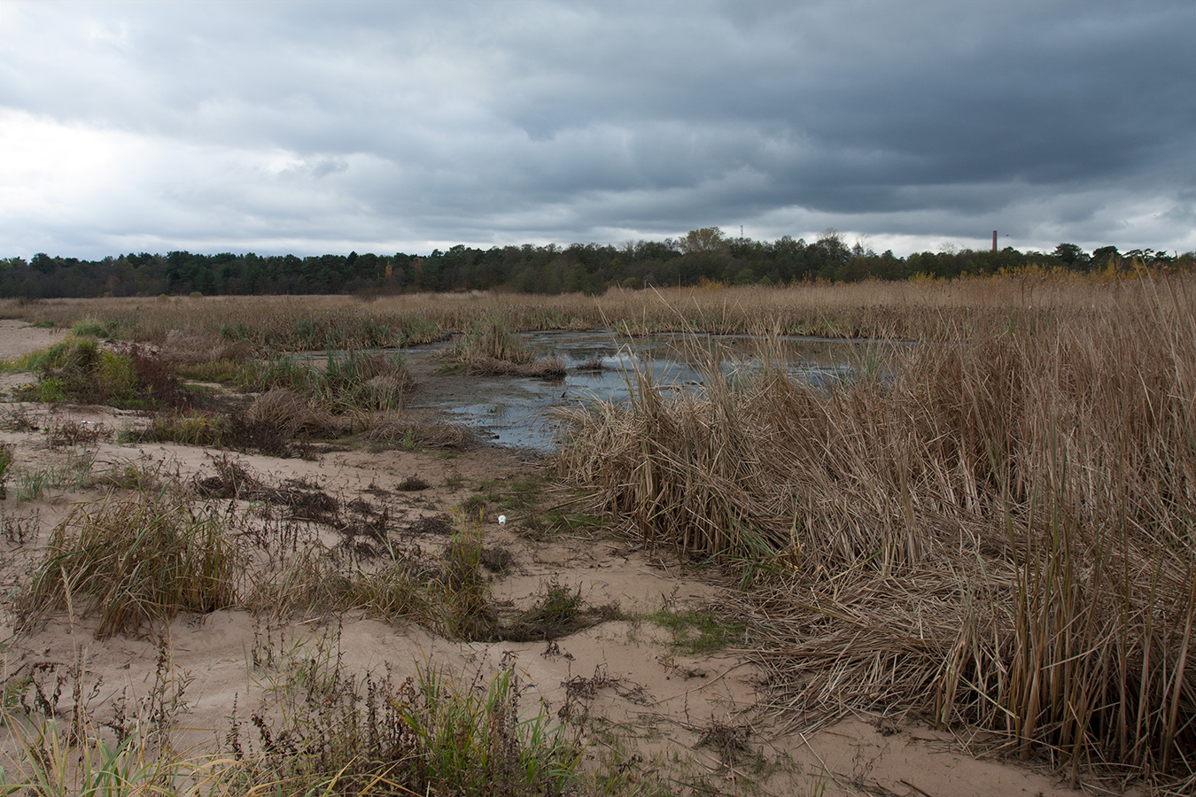 Большая Ижора, image of landscape/habitat.