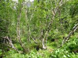 Image of landscape