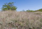 Гладковские сопки, image of landscape/habitat.