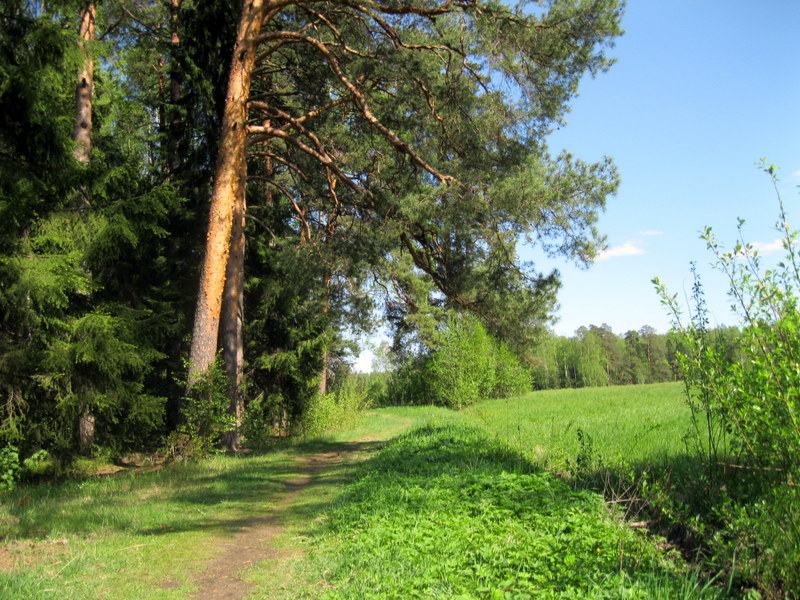 Павловск, image of landscape/habitat.